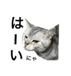 maron cat（個別スタンプ：19）