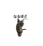 maron cat（個別スタンプ：20）