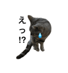 maron cat（個別スタンプ：21）