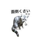 maron cat（個別スタンプ：24）