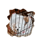 チワマル-コロ（個別スタンプ：8）