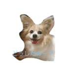 愛犬 はなスタンプ1（個別スタンプ：1）