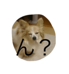愛犬 はなスタンプ1（個別スタンプ：2）
