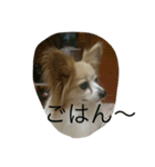 愛犬 はなスタンプ1（個別スタンプ：4）