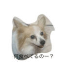 愛犬 はなスタンプ1（個別スタンプ：5）