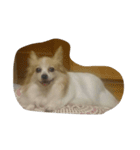 愛犬 はなスタンプ1（個別スタンプ：7）