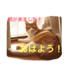 池田家の猫たち2（個別スタンプ：1）