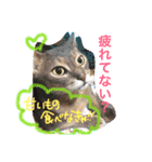 池田家の猫たち2（個別スタンプ：2）