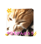 池田家の猫たち2（個別スタンプ：3）