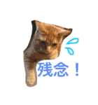 池田家の猫たち2（個別スタンプ：5）