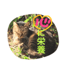 池田家の猫たち2（個別スタンプ：6）