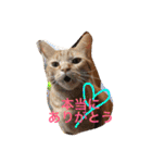 池田家の猫たち2（個別スタンプ：7）