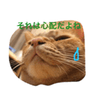 池田家の猫たち2（個別スタンプ：8）