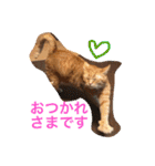 池田家の猫たち2（個別スタンプ：9）