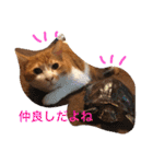 池田家の猫たち2（個別スタンプ：10）
