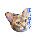 池田家の猫たち2（個別スタンプ：12）