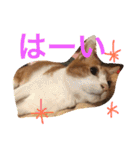 池田家の猫たち2（個別スタンプ：13）