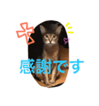 池田家の猫たち2（個別スタンプ：16）