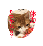 池田家の猫たち2（個別スタンプ：18）