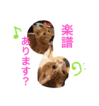池田家の猫たち2（個別スタンプ：20）