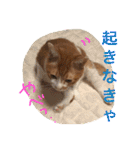 池田家の猫たち2（個別スタンプ：23）