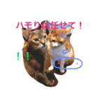 池田家の猫たち2（個別スタンプ：24）