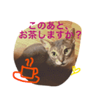 池田家の猫たち2（個別スタンプ：25）
