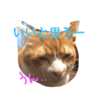 池田家の猫たち2（個別スタンプ：26）