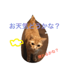 池田家の猫たち2（個別スタンプ：27）