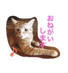 池田家の猫たち2（個別スタンプ：29）