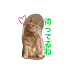 池田家の猫たち2（個別スタンプ：30）