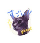 池田家の猫たち2（個別スタンプ：31）