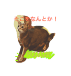 池田家の猫たち2（個別スタンプ：32）