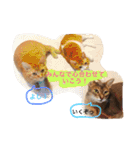 池田家の猫たち2（個別スタンプ：33）
