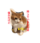 池田家の猫たち2（個別スタンプ：34）