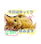 池田家の猫たち2（個別スタンプ：36）