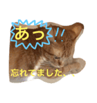 池田家の猫たち2（個別スタンプ：37）