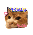 池田家の猫たち2（個別スタンプ：38）
