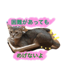 池田家の猫たち2（個別スタンプ：40）