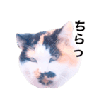 ベランダにゃんこ（個別スタンプ：1）