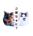 ベランダにゃんこ（個別スタンプ：5）