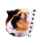 ベランダにゃんこ（個別スタンプ：6）