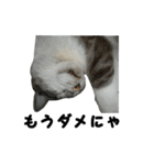 猫のブルー君（個別スタンプ：2）