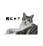 猫のブルー君（個別スタンプ：3）