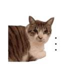 猫のブルー君（個別スタンプ：5）