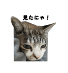 猫のブルー君（個別スタンプ：7）