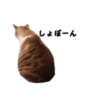猫のブルー君（個別スタンプ：8）