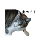 猫のブルー君（個別スタンプ：9）