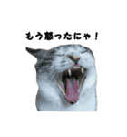 猫のブルー君（個別スタンプ：10）