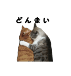 猫のブルー君（個別スタンプ：12）